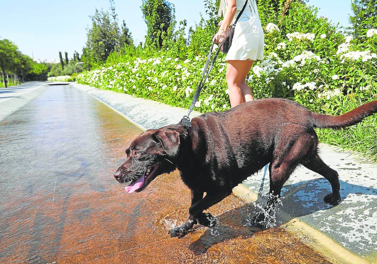 es peligroso pasear perros