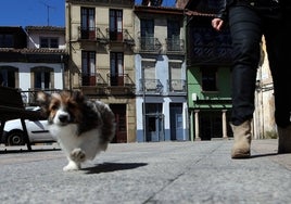 Un perro camina suelto por la calle.