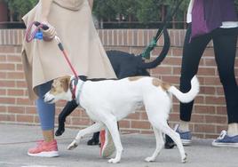 Unas mujeres pasean a sus perros por la calle.