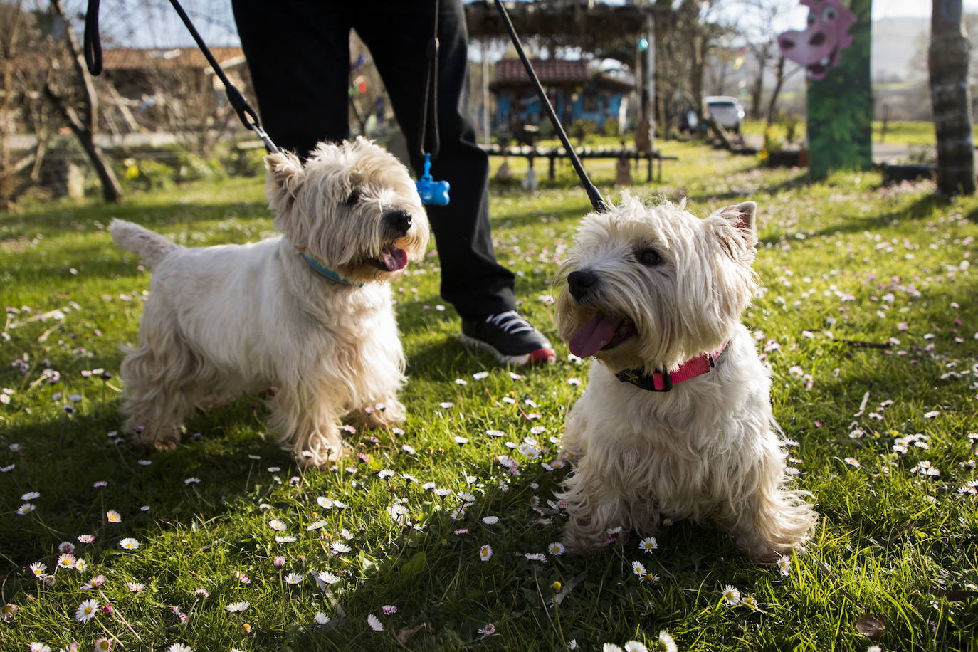 Dos perros jugando en un jardín.