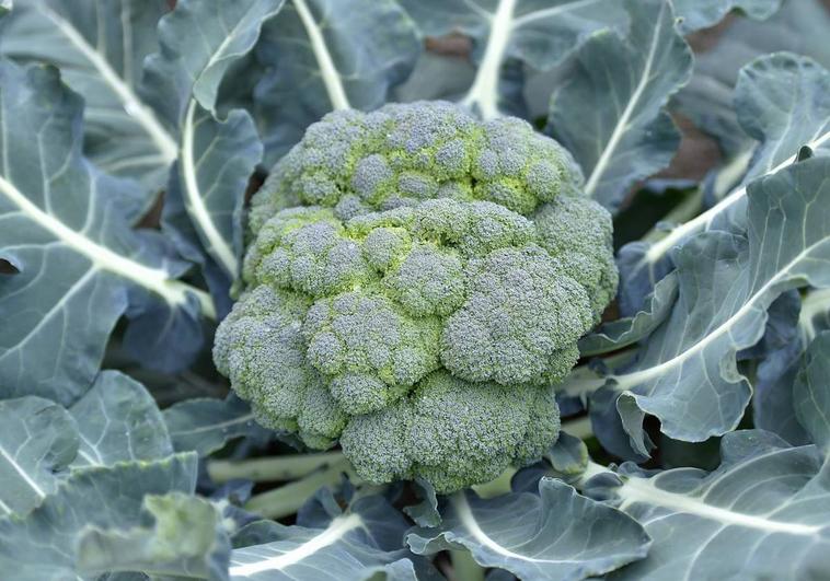 El superalimento que ayuda a crear colágeno, a regular la tiroides y tiene propiedades laxantes