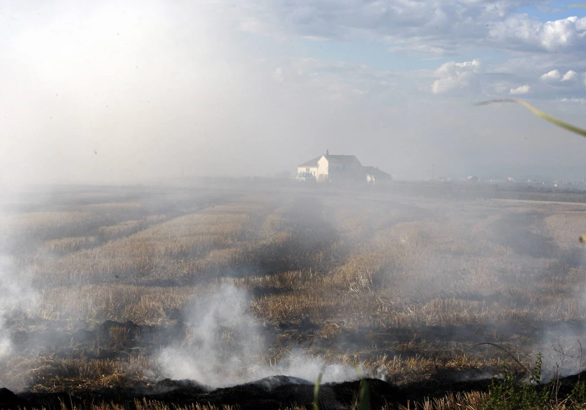 Arroz de Valencia | Una aplicación para conocer la dirección del viento  ayudará a los agricultores al quemar la paja del arroz | Las Provincias