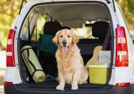 La nueva Ley de Bienestar Animal desertaba dudas sobre la responsabilidad civil de los perros.