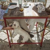 ¿Puedo llevar a mi perro a un restaurante con la nueva ley de bienestar animal?