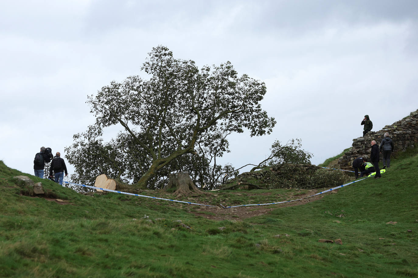 Conmoción en la sociedad británica por la tala de un árbol centenario emblemático