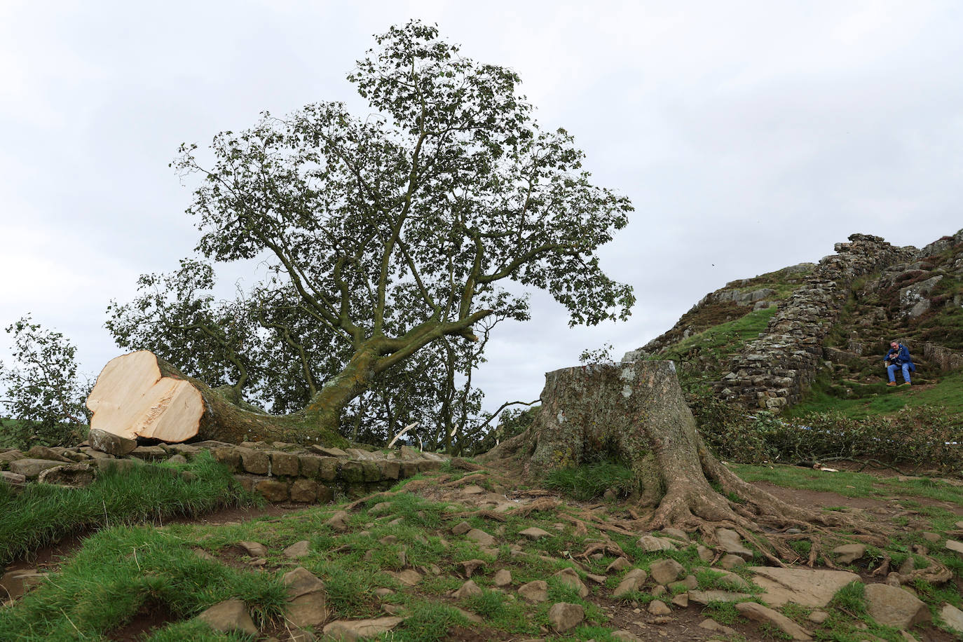 Conmoción en la sociedad británica por la tala de un árbol centenario emblemático