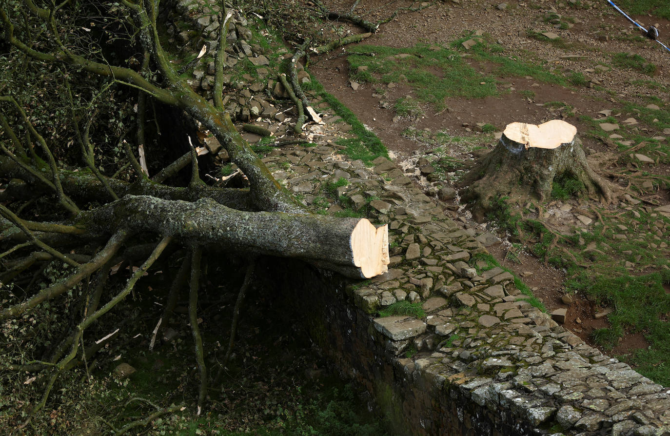 Conmoción en la sociedad británica por la tala de un árbol centenario emblemático