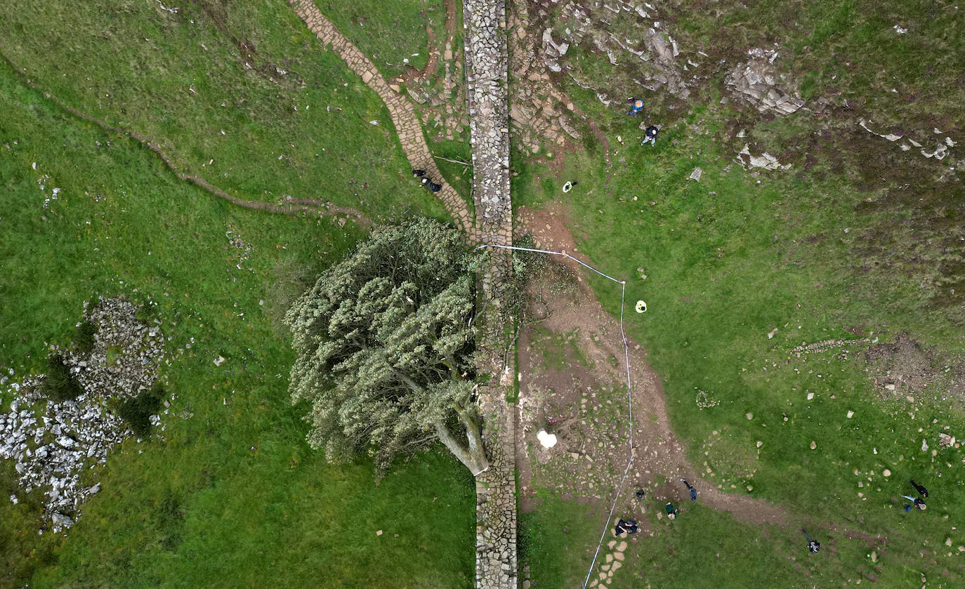 Conmoción en la sociedad británica por la tala de un árbol centenario emblemático