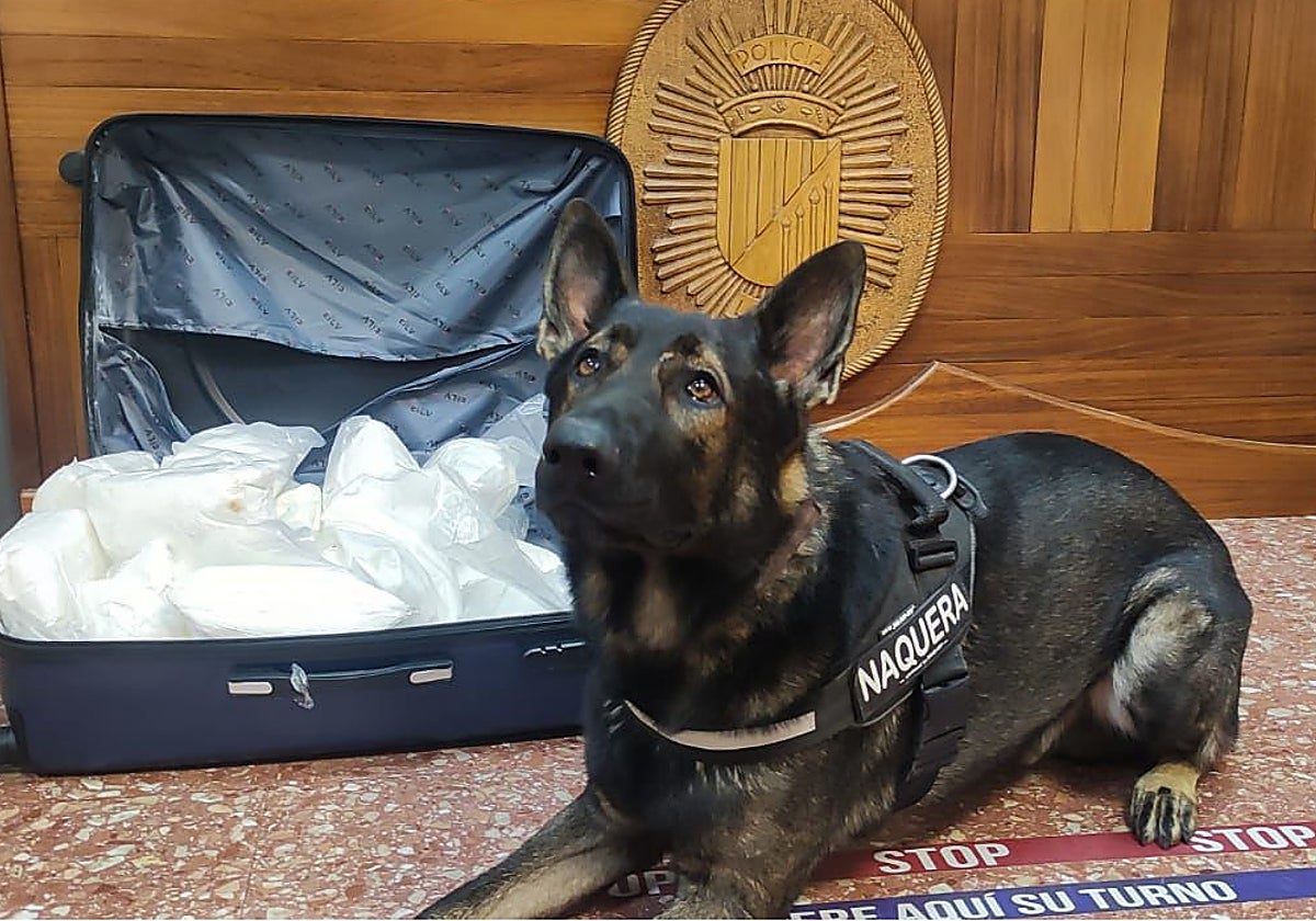 El perro que detectó el alijo de droga junto a la maleta llena de metanfetamina.