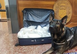El perro que detectó el alijo de droga junto a la maleta llena de metanfetamina.