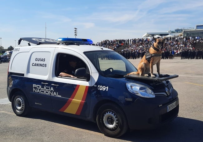 La perra 'Kata' desfila en el capó del vehículo de su unidad.