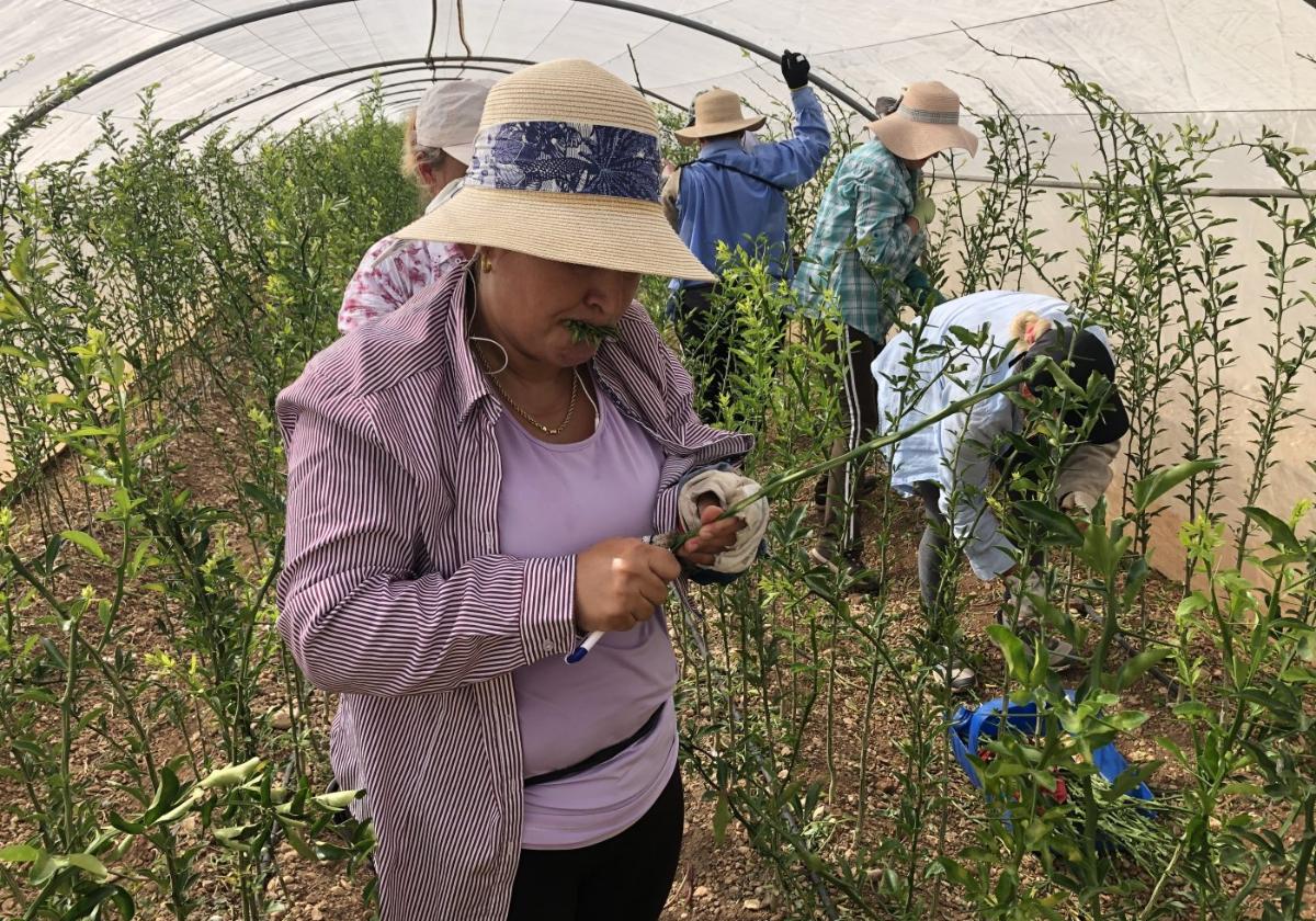 Habilidad artesanal. Mujeres rumanas injertan plantones de cítricos en un importante vivero de la zona de Alcanar-Vinaroz.