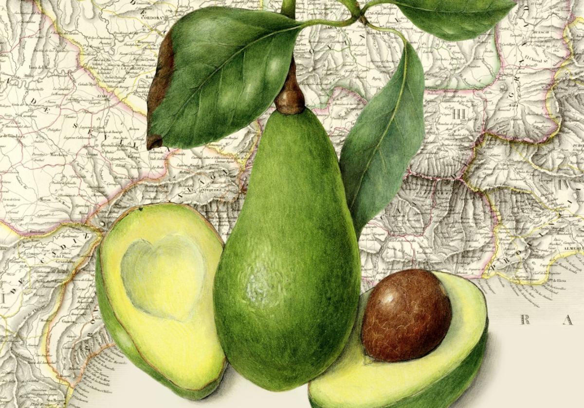 p Mapa de la costa andaluza e ilustración botánica de aguacates.
