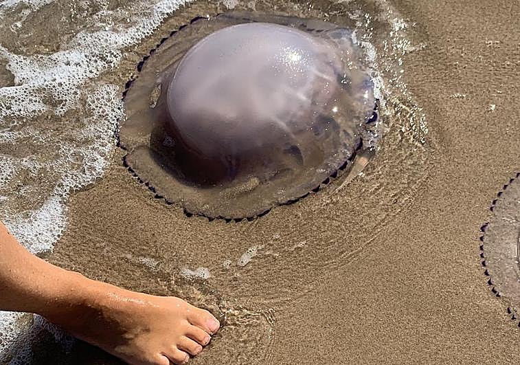 La playa del Saler en Valencia aparece plagada de medusas en el puente de octubr.e