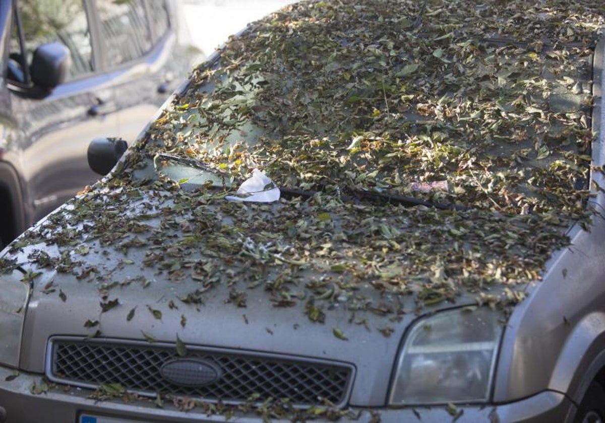 Hojas y restos de la melaza provocada por la cochinilla, en un coche aparcado.