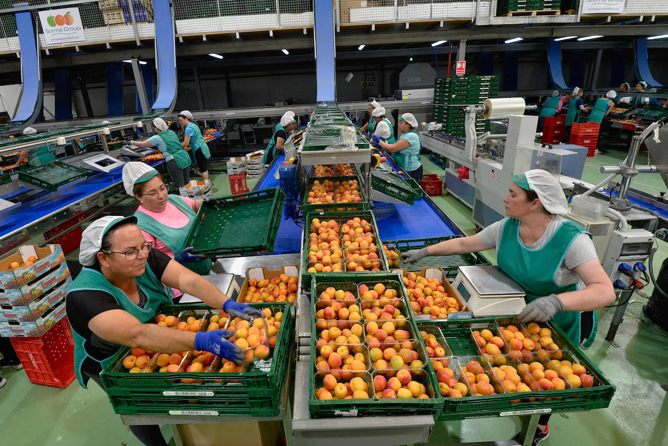 Trabajadoras en un almacén de fruta.