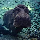 Muere Raff, el emblemático hipopótamo de Valencia que fue trasladado del zoológico de Viveros al Bioparc