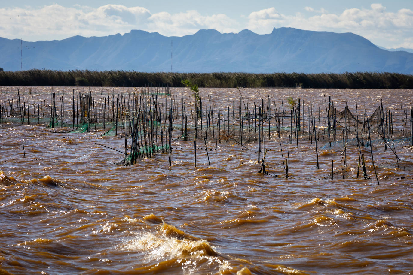 El agua de la Albufera de Valencia se vuelve marrón