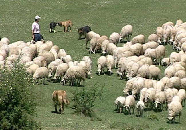 Mastines y perros de carea, en una demostración en Astorga.