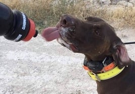 Una corredora da agua a su perro en un entrenamiento.