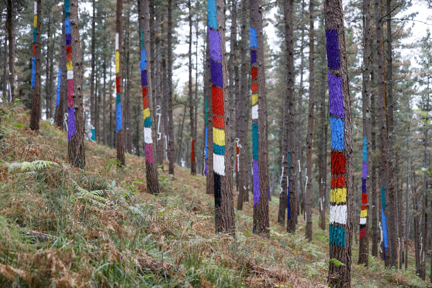 El bosque encantado de Oma se salva