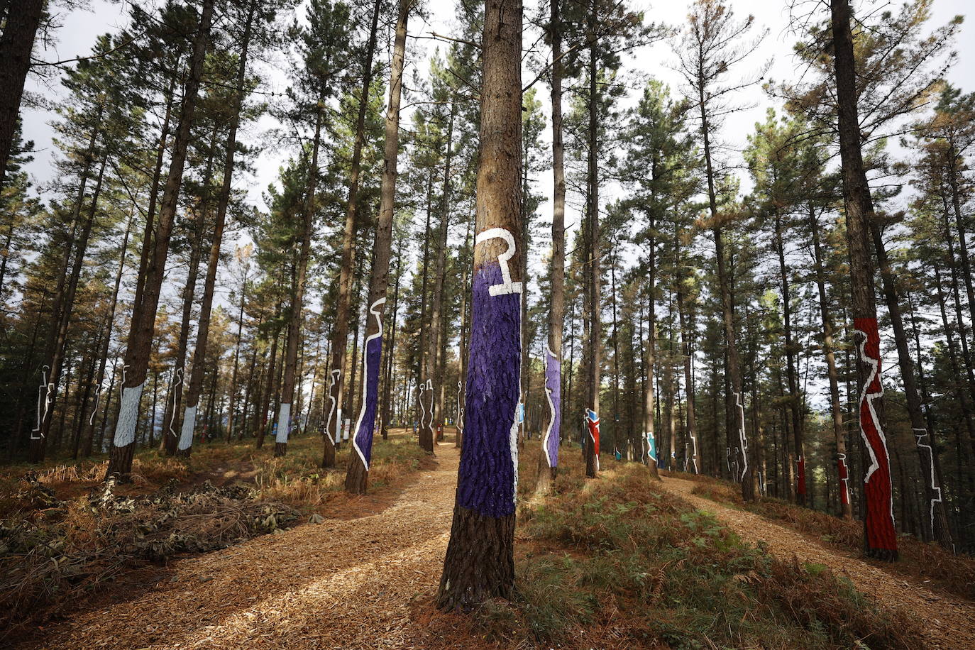El bosque encantado de Oma se salva
