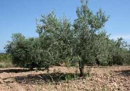 Primeros robos de aceitunas por la crisis del aceite: más de 1.000 kilos en Buñol