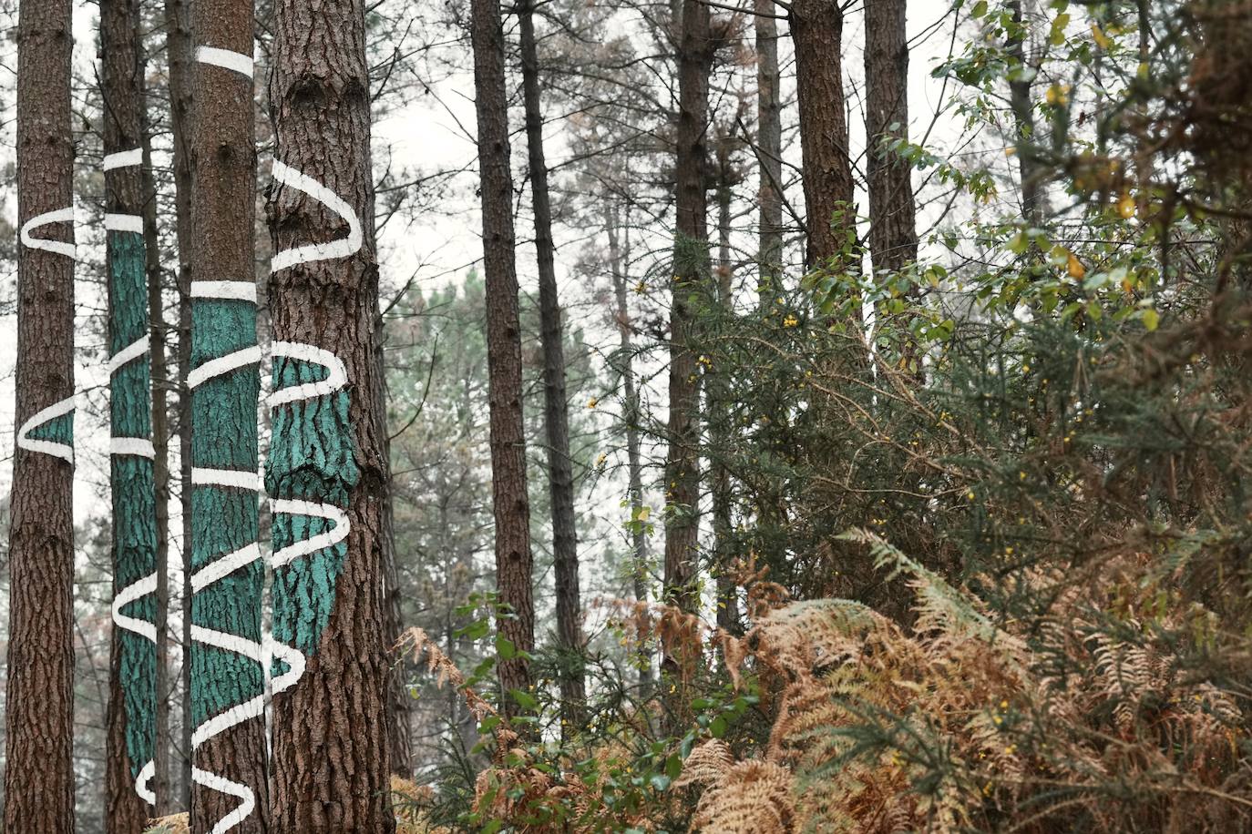El bosque encantado de Oma se salva
