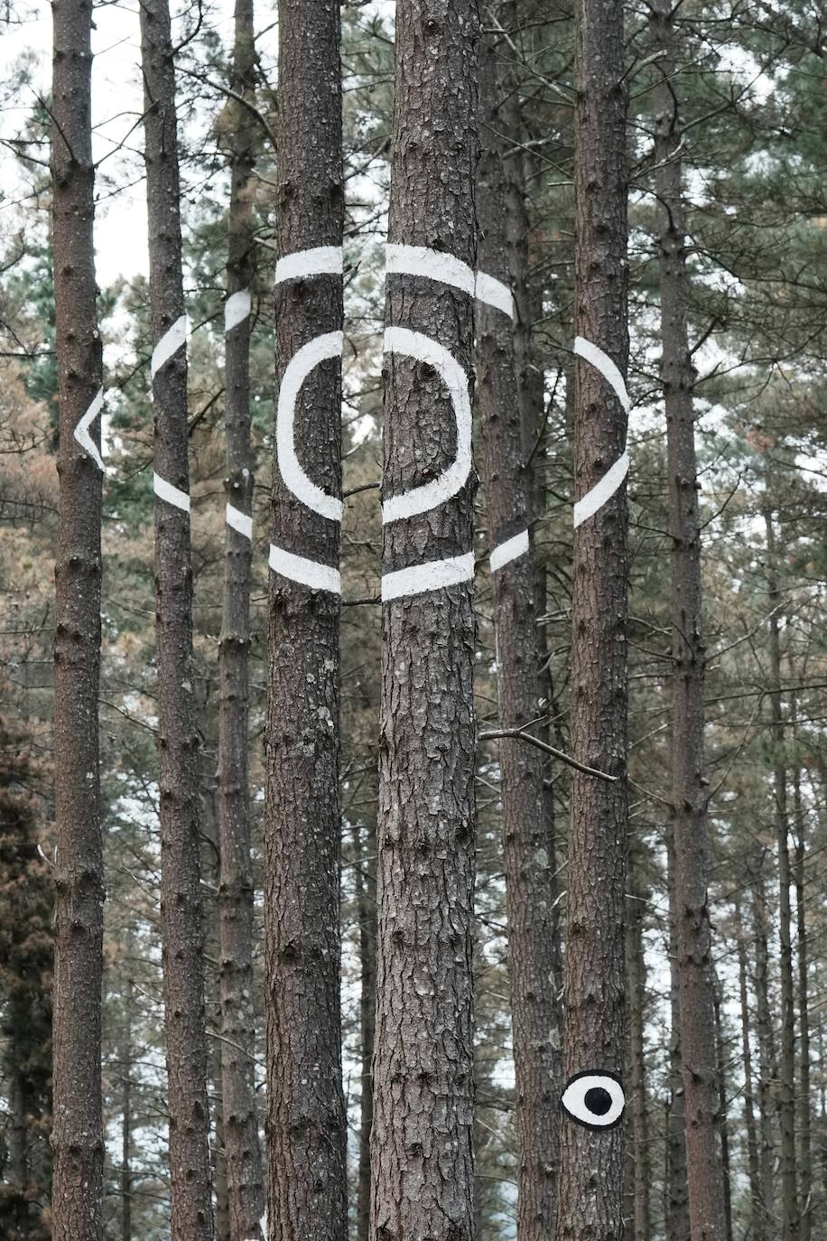El bosque encantado de Oma se salva