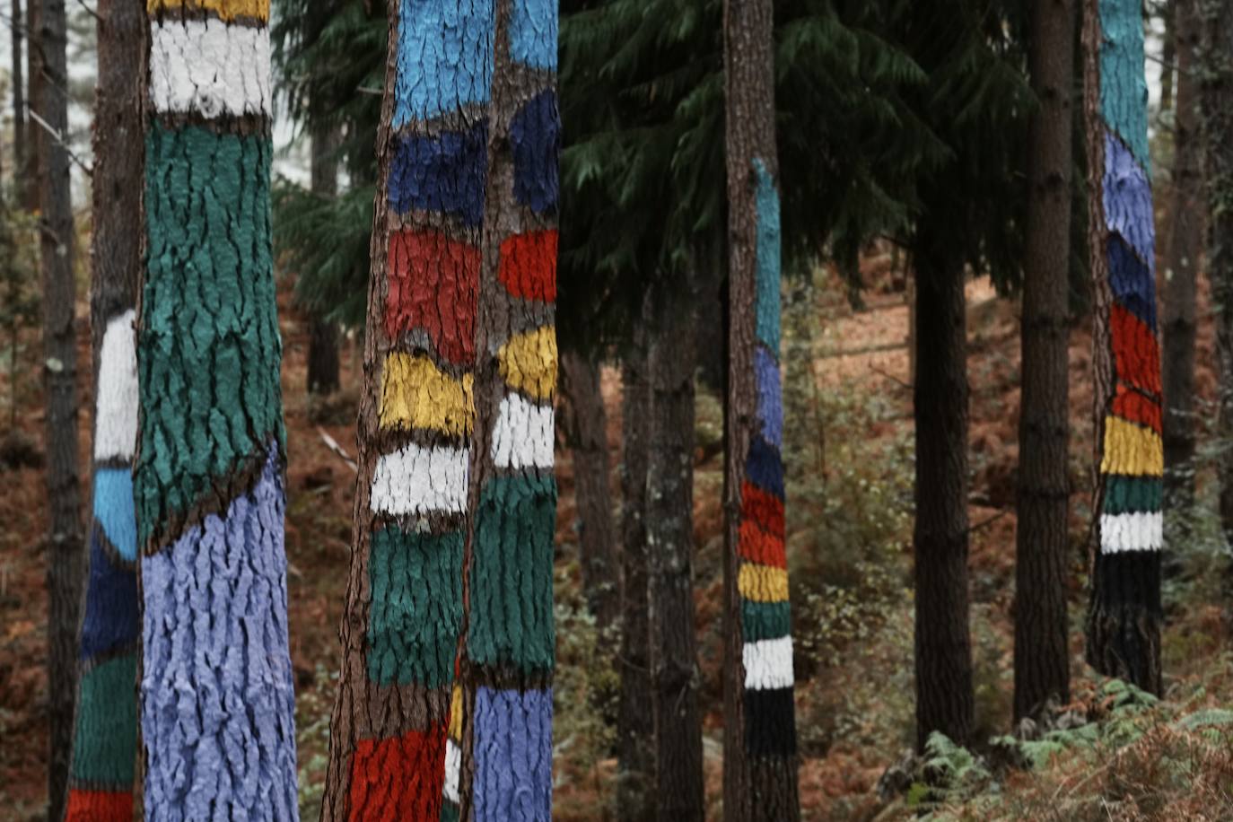 El bosque encantado de Oma se salva
