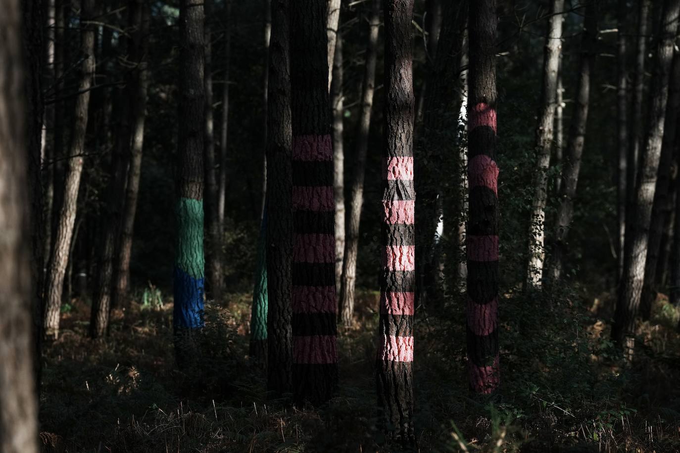 El bosque encantado de Oma se salva