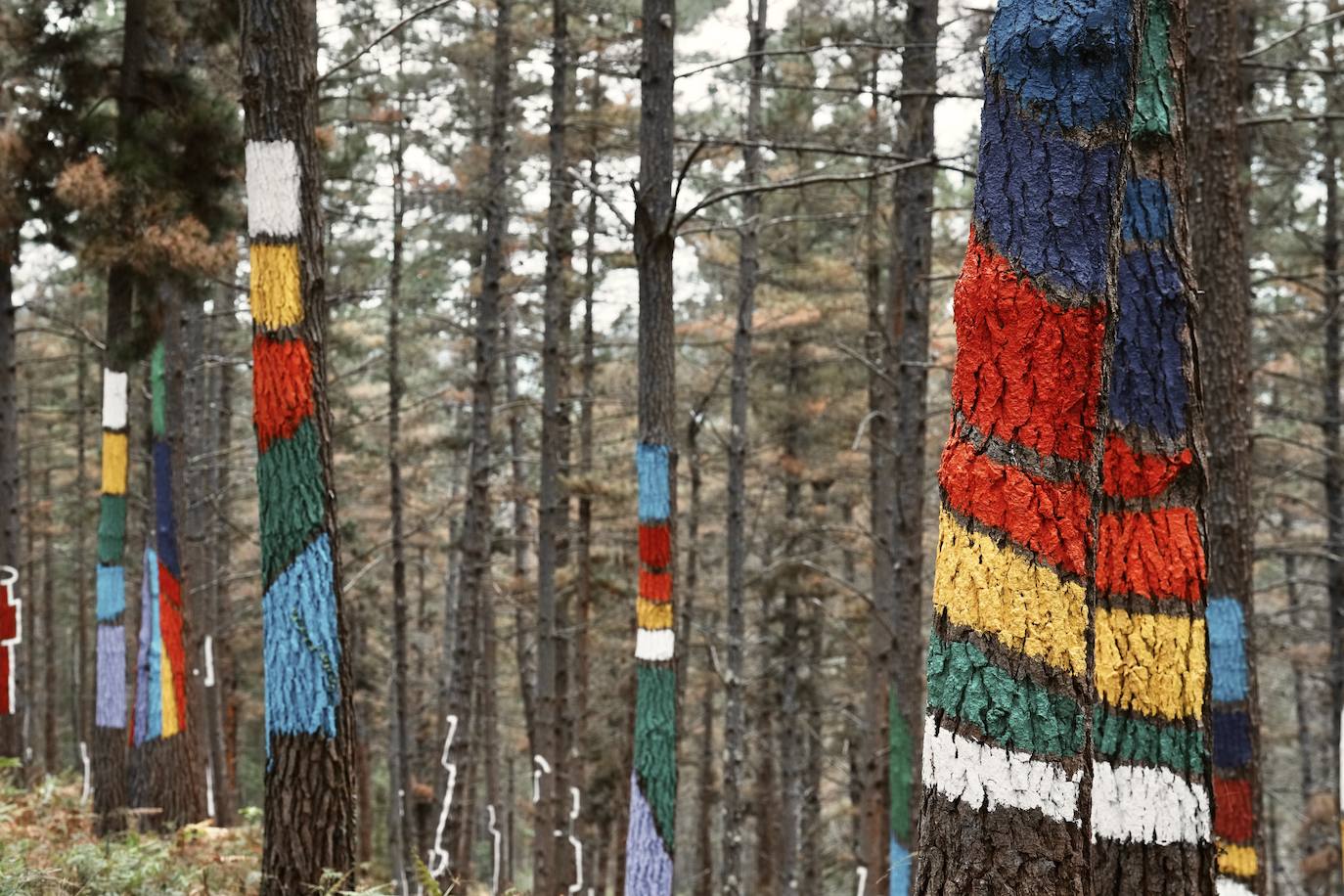 El bosque encantado de Oma se salva
