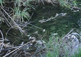 Decenas de peces autóctonos muertos en el río Serpis.