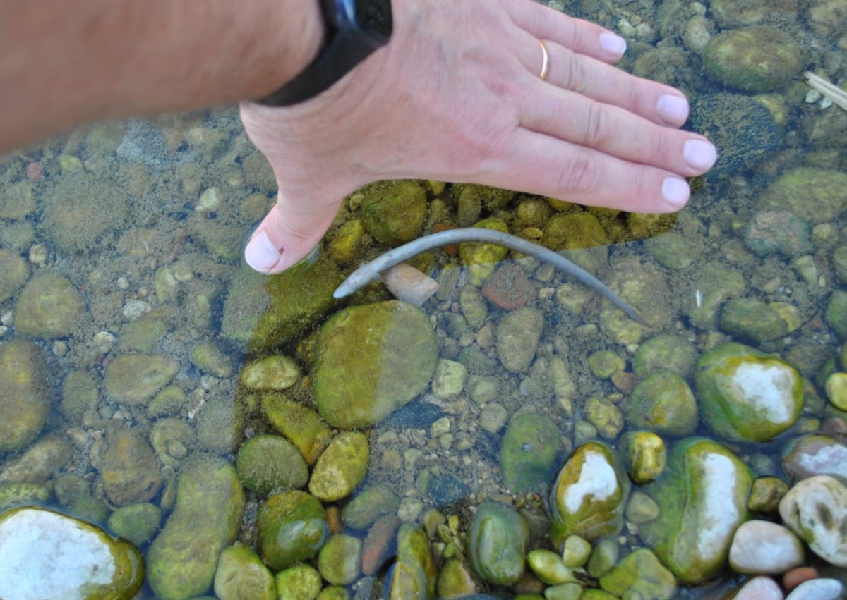 Imagen secundaria 1 - Anguilas y peces muertos en el tramo de río entre Potries y Almoines. 