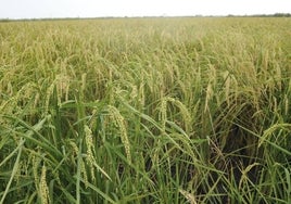 Arrozales del Marjal de Pego.