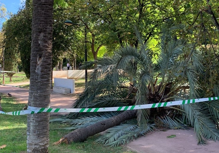 Palmera derribada por el viento, en el tramo 2 del Jardín del Turia.