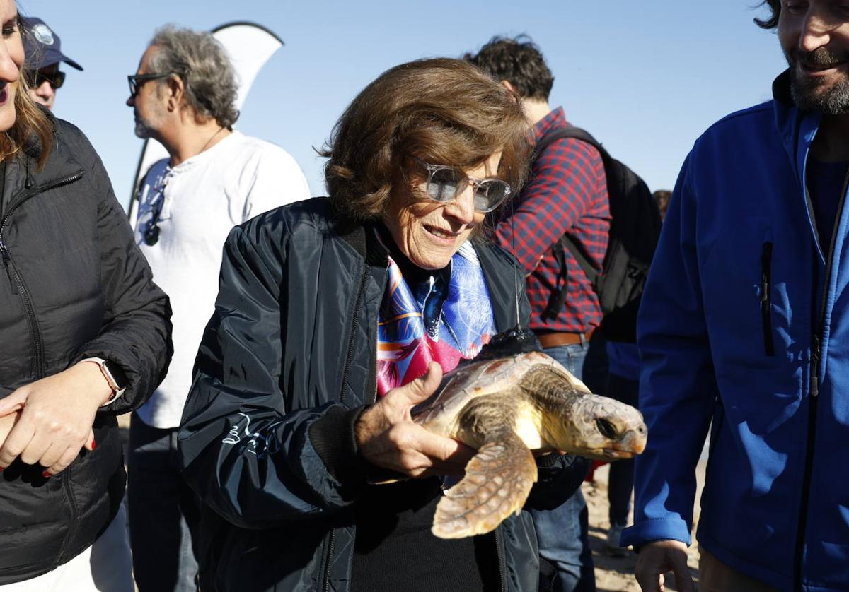 La tortuga marina recuperada en l&#039;Oceanogràfic vuelve al mar en el Saler