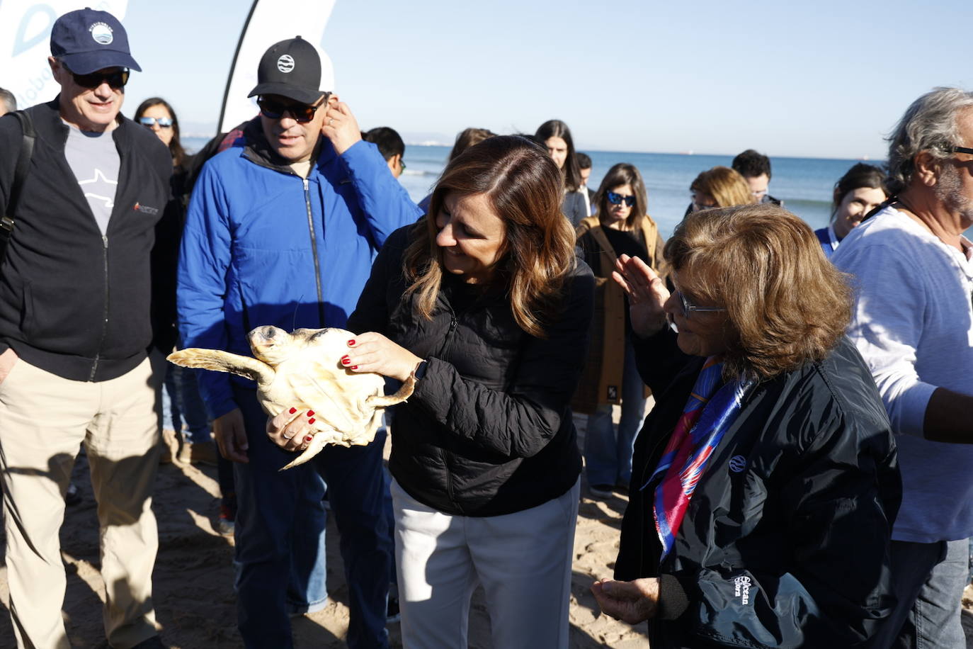 La tortuga marina recuperada en l&#039;Oceanogràfic vuelve al mar en el Saler