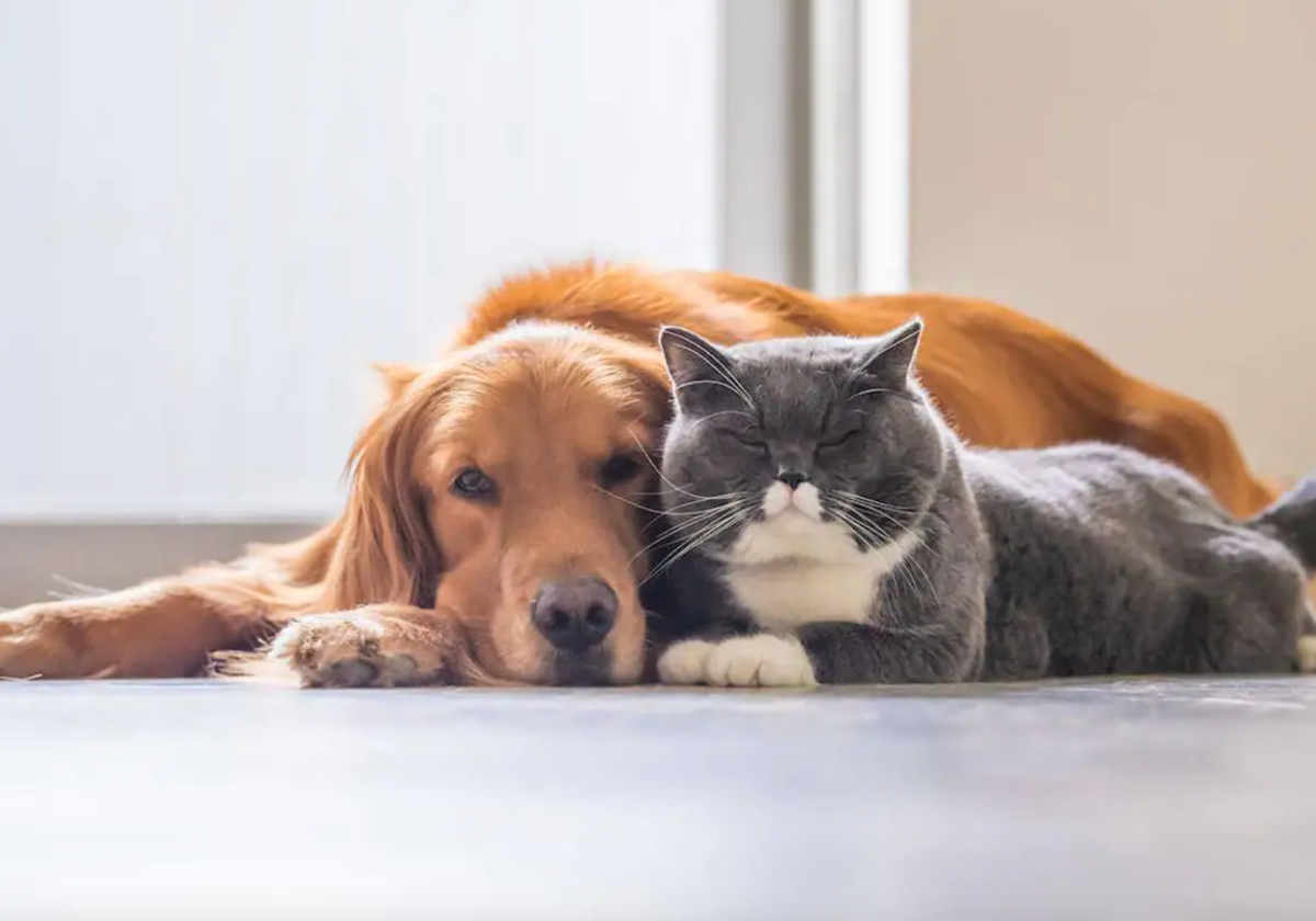 Un estudio desvela qué sueñan los perros y los gatos