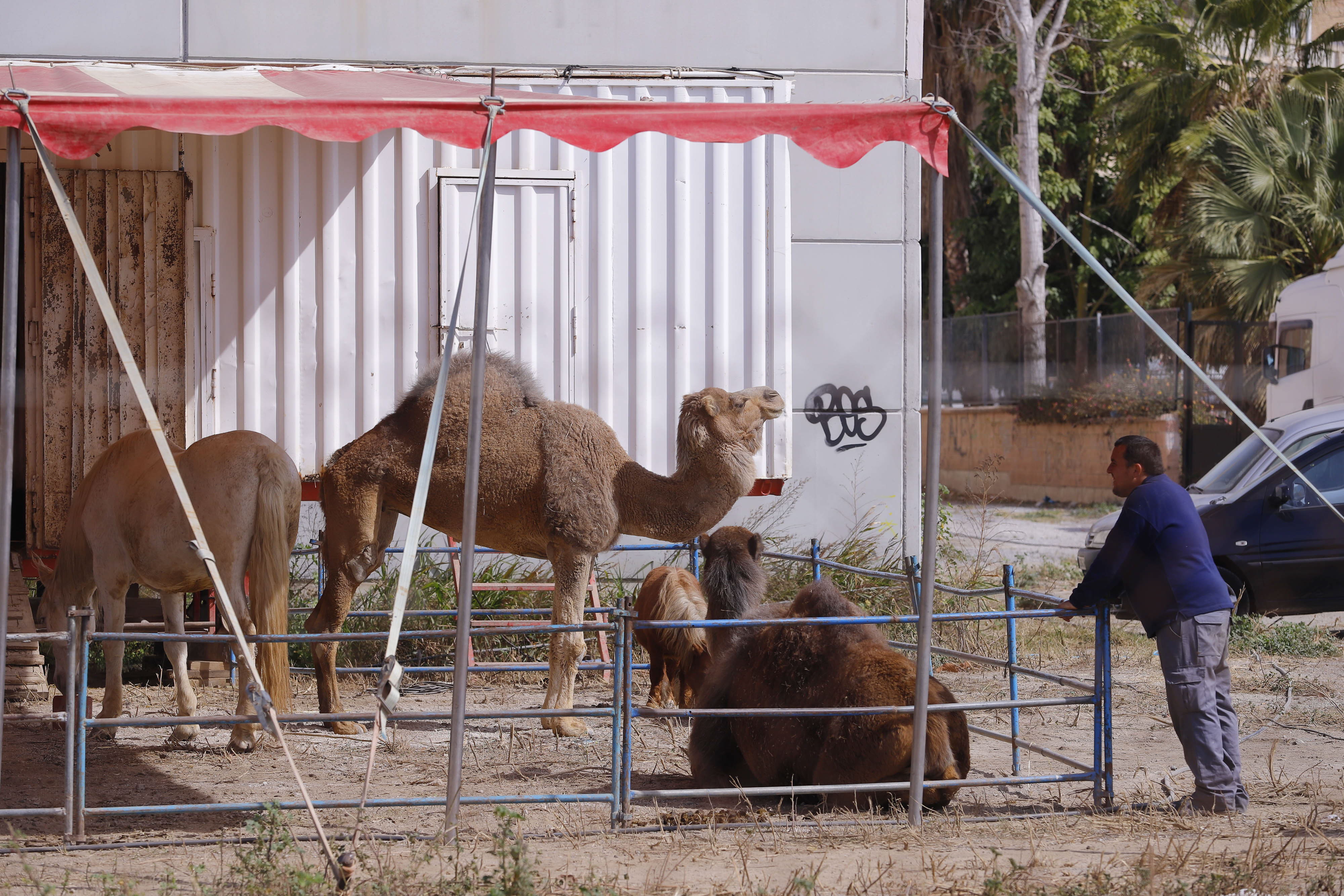 Un hombre observa un dromediario en el exterior de un circo.