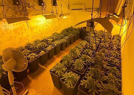 La plantación de marihuana en una vivienda de Casitas Rosa.