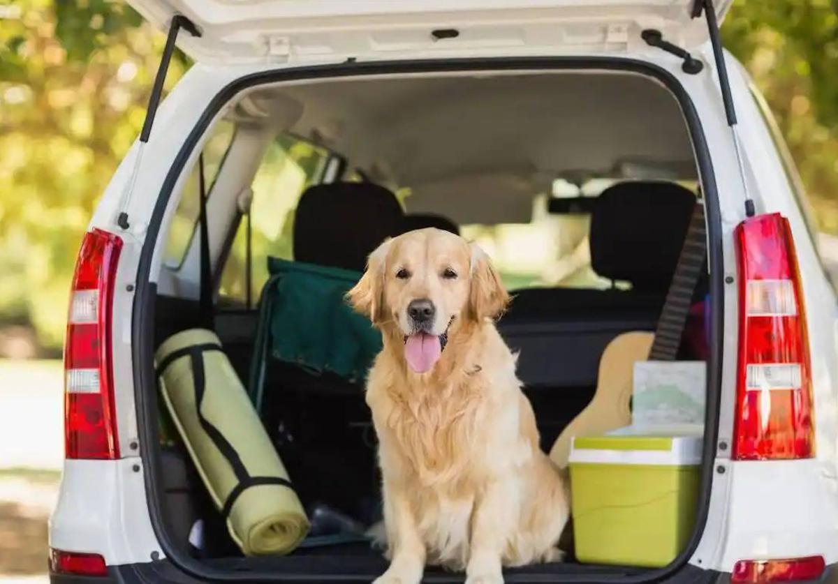 Un perro, en un coche.