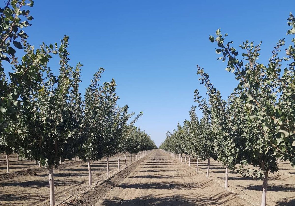 Finca de pistachos.