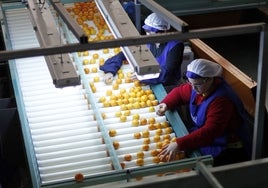 Trabajadoras en un almacén de cítricos.