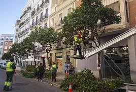 Poda de árboles en Valencia