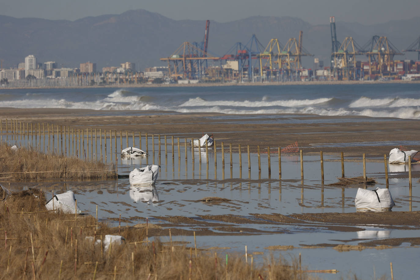 El mar entra en las nuevas dunas de las playas regeneradas en El Saler