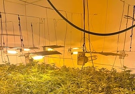 La plantación de marihuana descubierta por la Policía Local de Valencia.