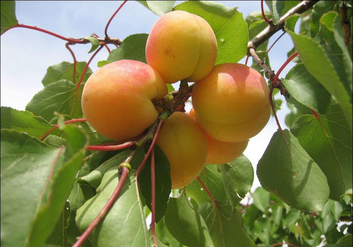 El alimento antioxidante y bajo en calorías que saciará tu antojo de dulce