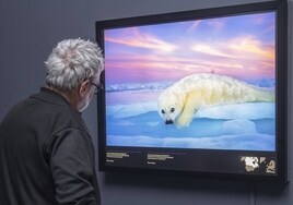 Una foca de Groenlandia de pelaje blanco descansa sobre el hielo en la imagen de Brian J. Skerry.