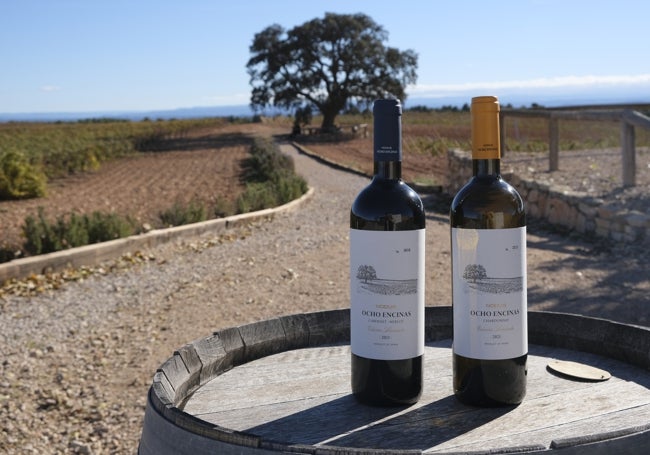 Los Ocho Encinas en el viñedo de Bodegas Nodus.